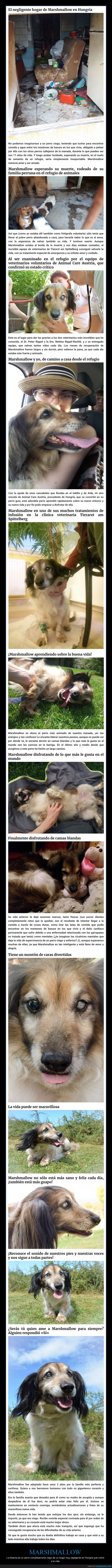 perro,ciego,acogida
